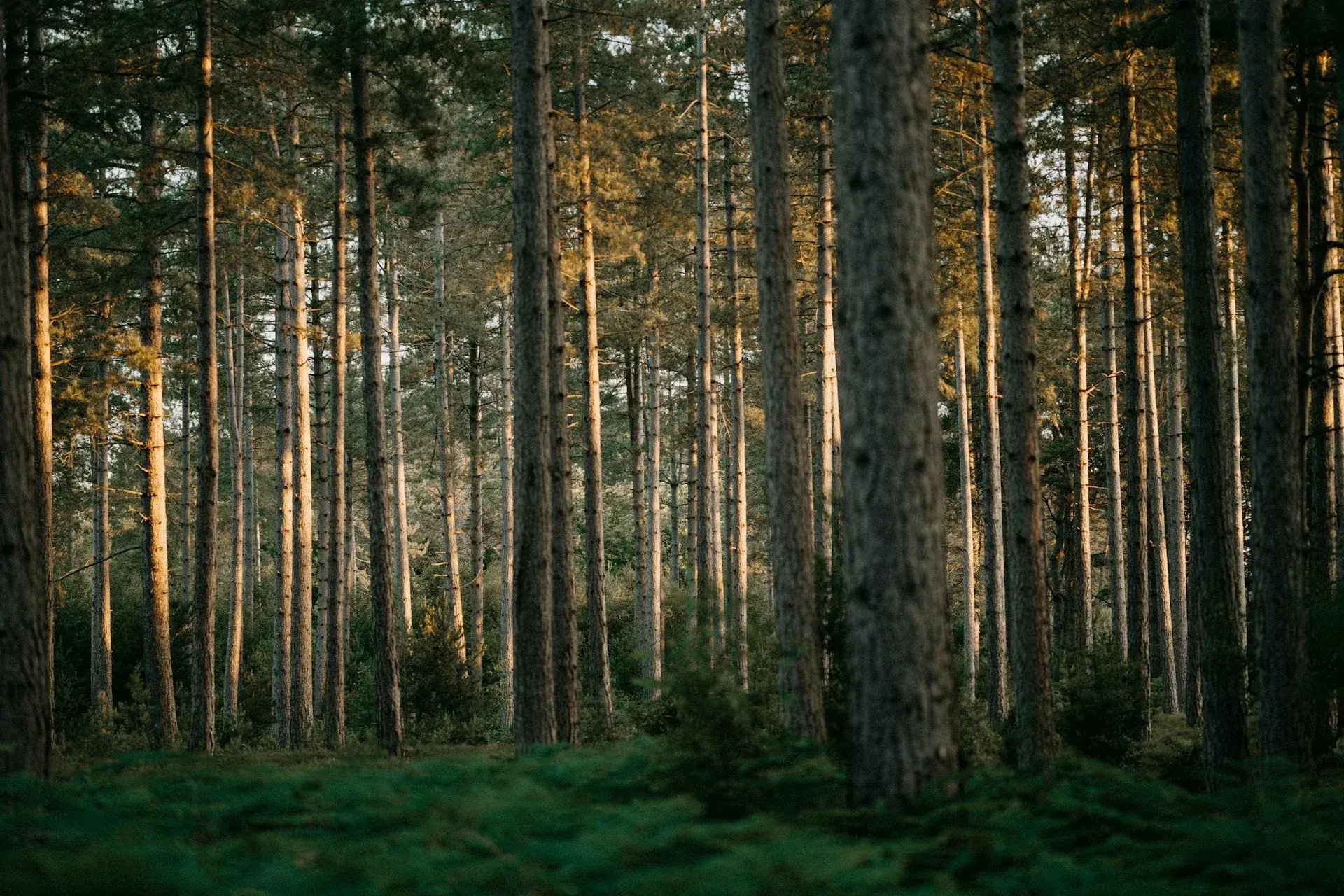 annie-spratt-22hpkhwWiXU-unsplash_squished